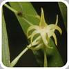 Angraecum calceolus